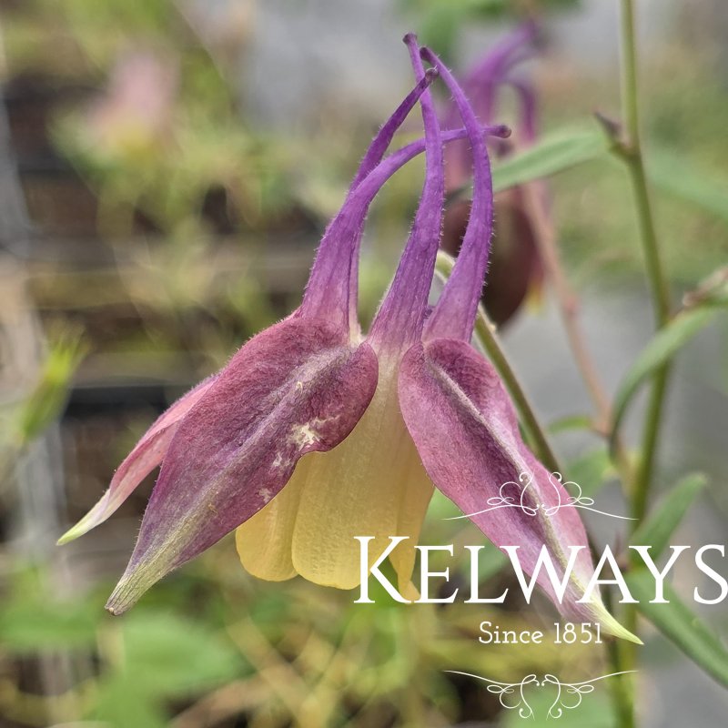 Aquilegia 'Blackberry Ice'