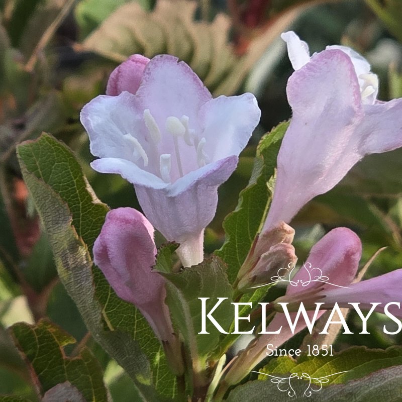 Weigela florida TOWERS OF FLOWERS APPLE BLOSSOM ('Tmwg16-02') (Towers of Flowers Series)