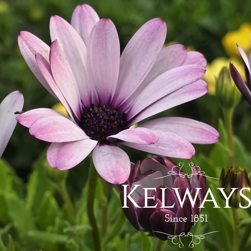 Osteospermum SENORITA QUINTY
