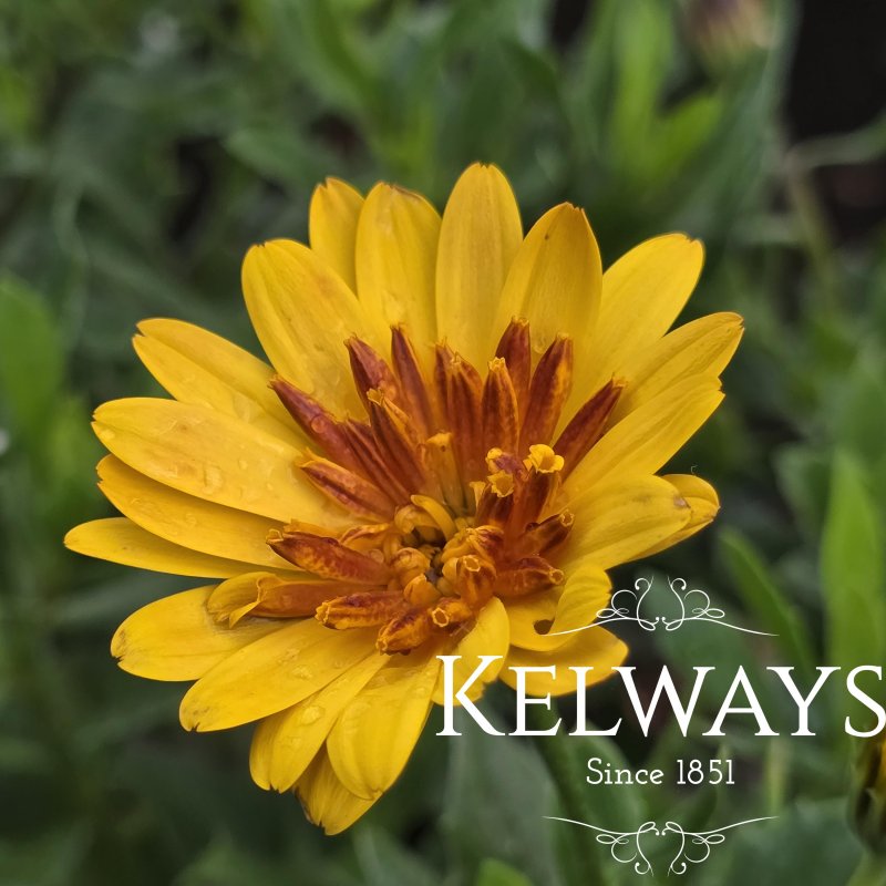 Osteospermum SENORITA KIKI