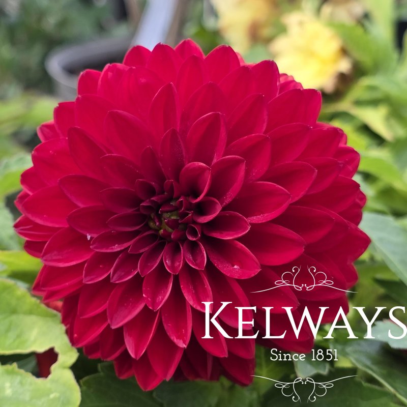 Dahlia DALINA MAXI DARK RED (Dalina Maxi Series)