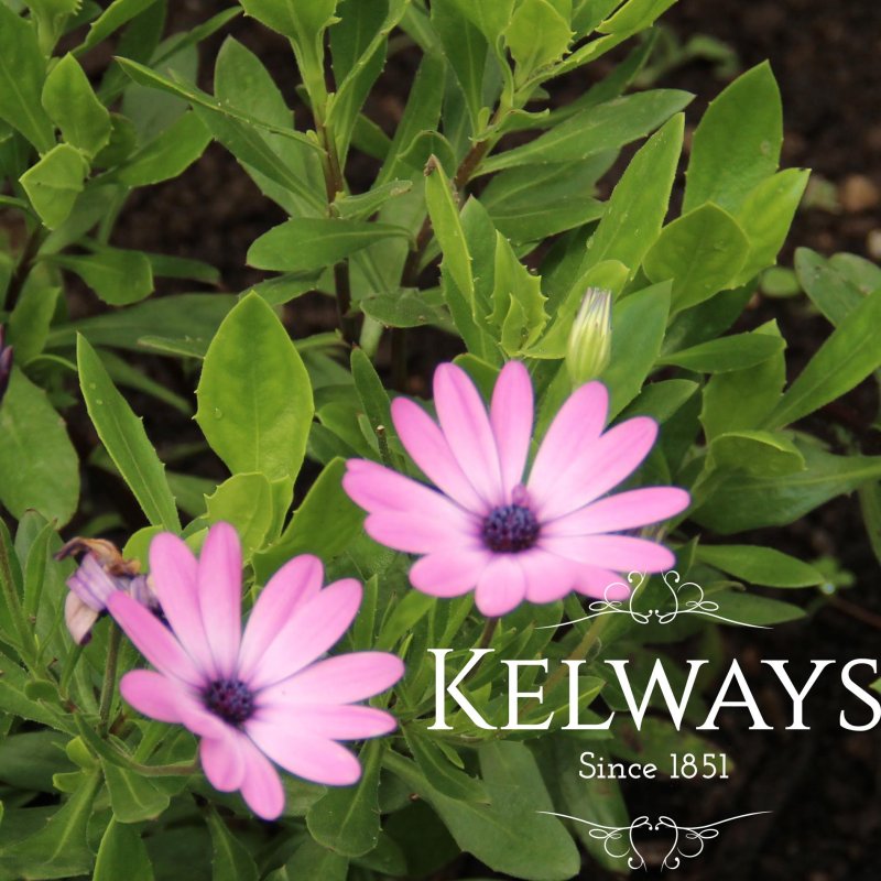 Osteospermum 'Chris Brickell'