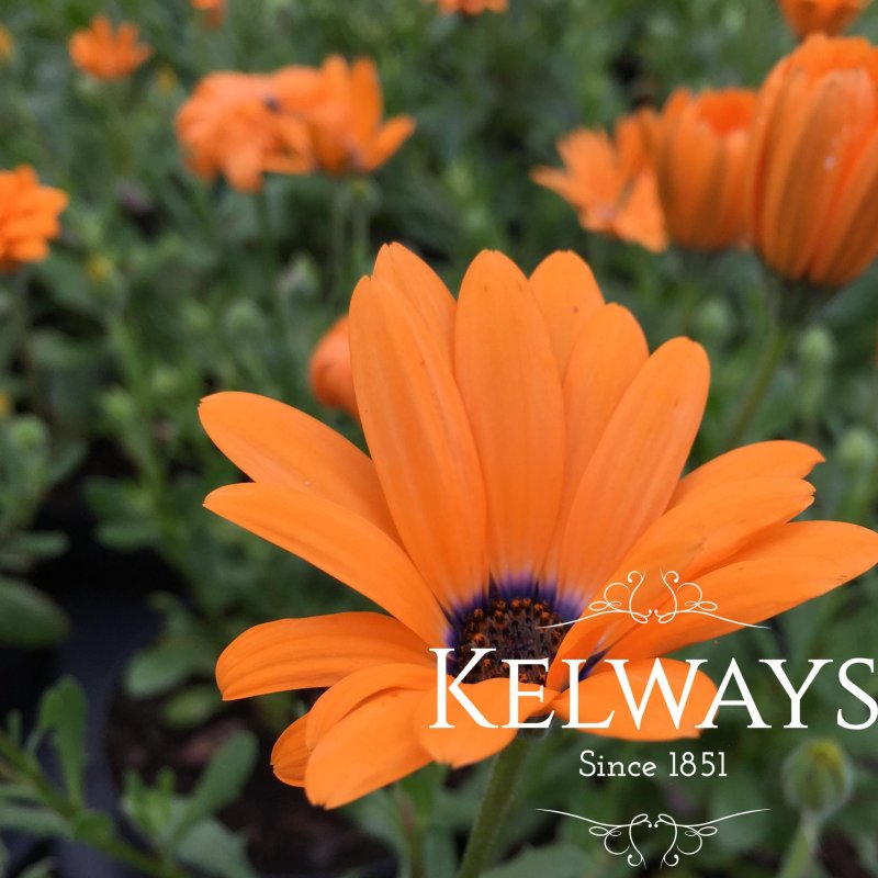 Dimorphotheca ecklonis ORANGE SYMPHONY ('Seimora' PBR) (Symphony Series)