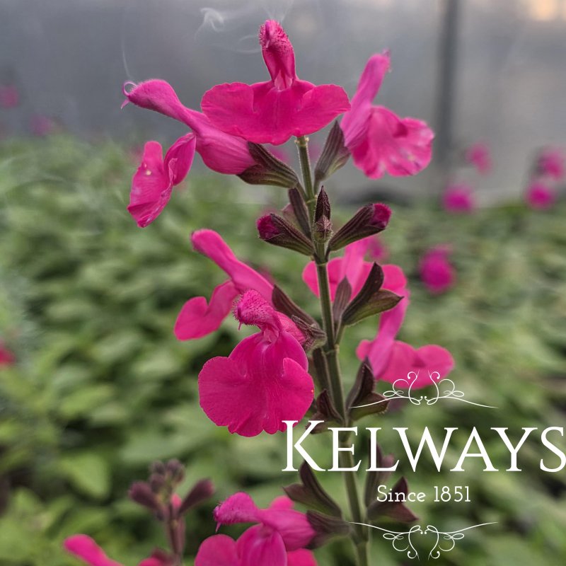 Salvia microphylla 'Cerro Potosi'