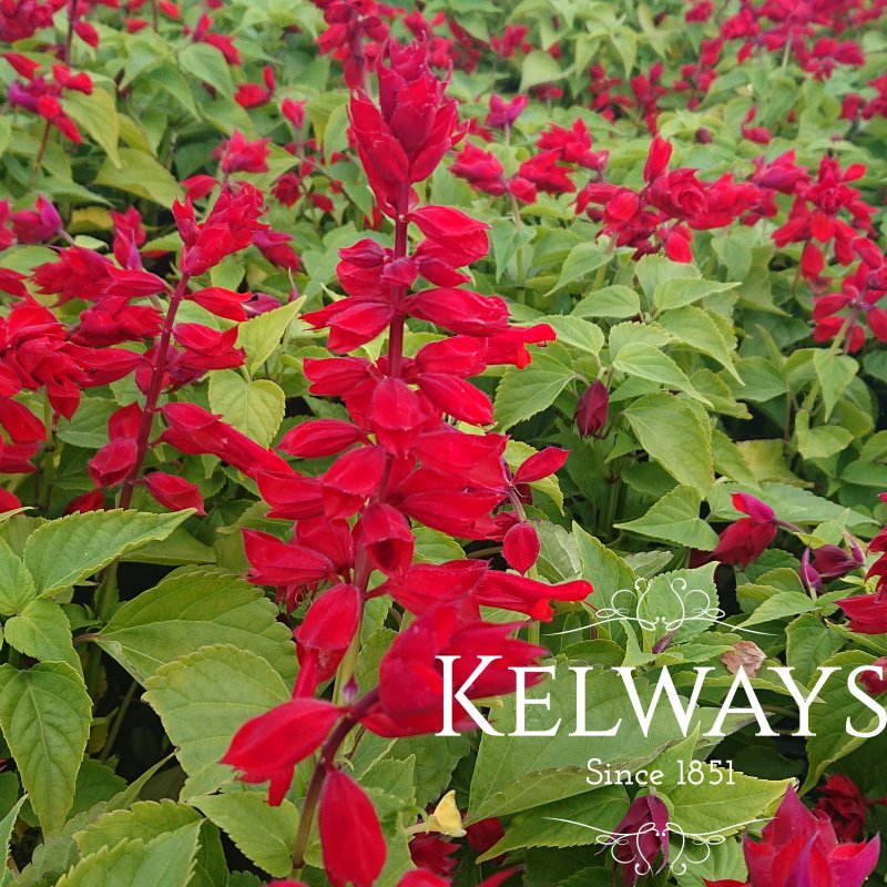 Salvia splendens GO-GO SCARLET ('Insalgosca' PBR)