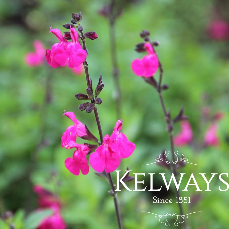 Salvia x jamensis 'Maraschino'