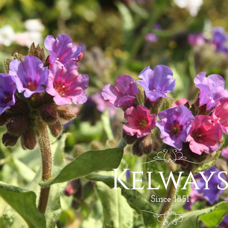 Pulmonaria 'Diana Clare'