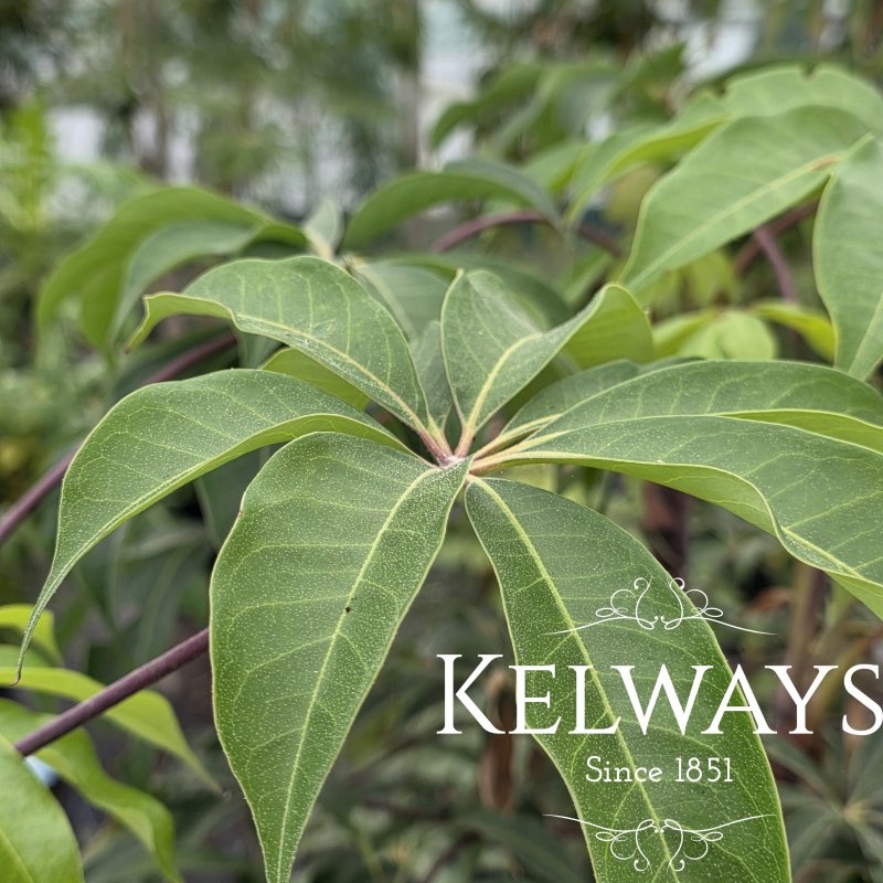 Heptapleurum shweliense