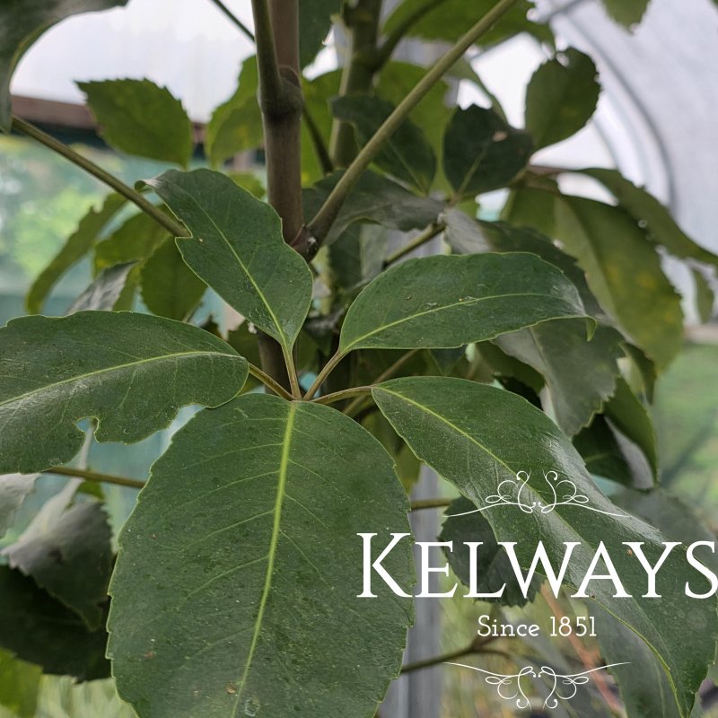 Pseudopanax arboreus