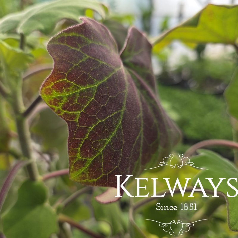 Roldana petasitis (3 litre pot)