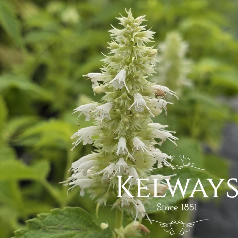Agastache rugosa f. albiflora 'Alabaster'