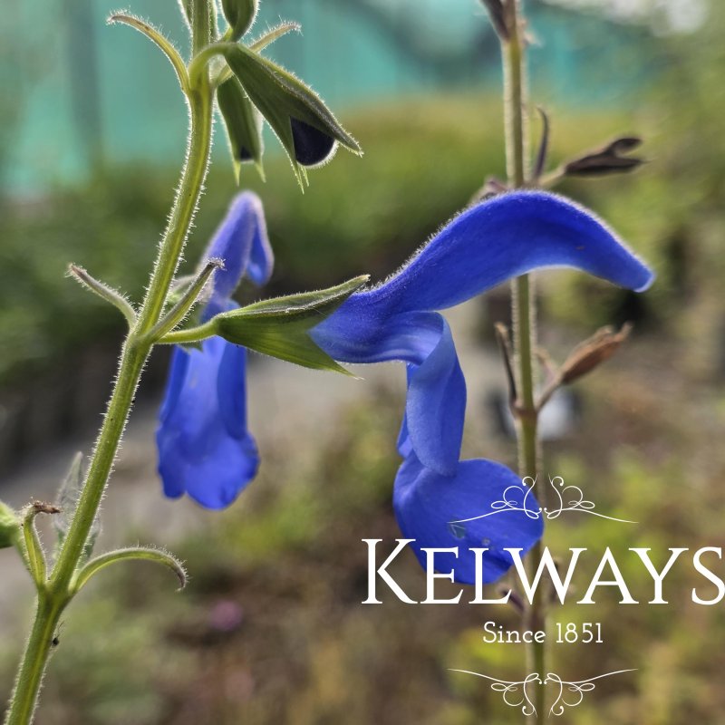 Salvia patens