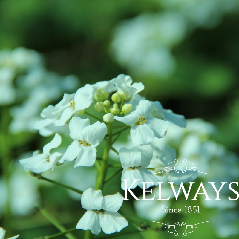 Pachyphragma macrophyllum
