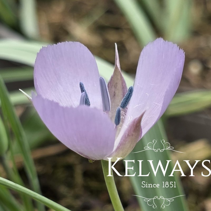 Calochortus 'Cupido' PBR (2 litre pot)