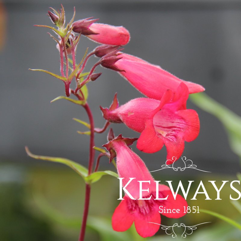 Penstemon 'Schoenholzeri'