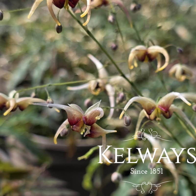 Epimedium wushanense 'Caramel' (2 litre pot)