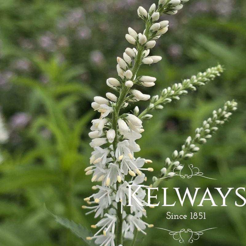 Veronica longifolia 'Alba'