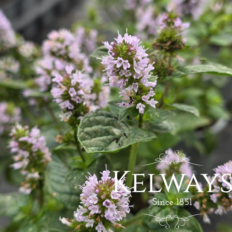 Mentha 'Blackcurrant'