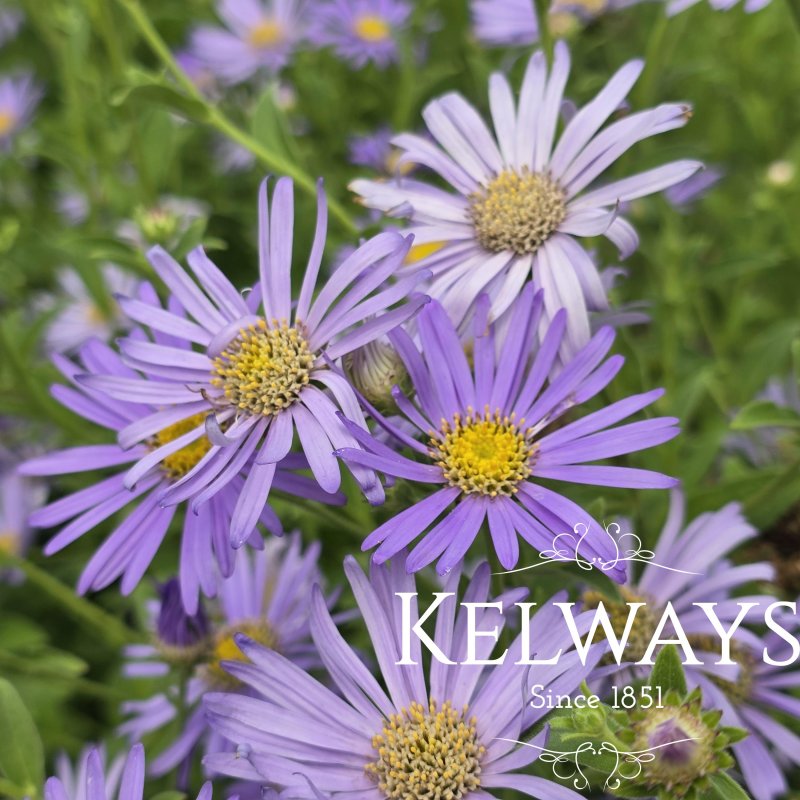 Aster x frikartii 'Wunder von Stafa'