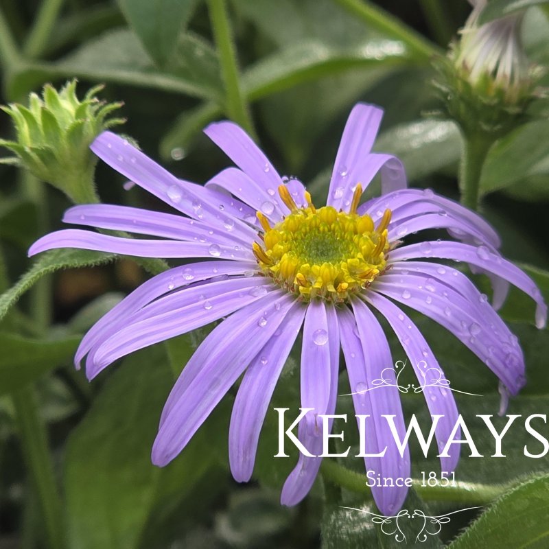 Aster x frikartii 'Wunder von Stafa'