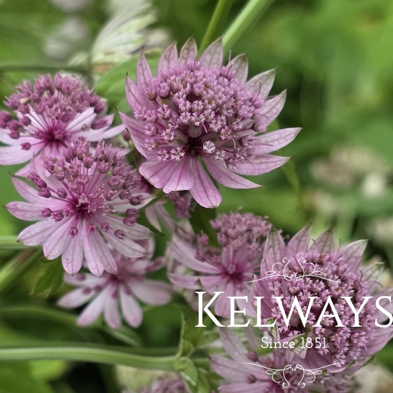 Astrantia major 'Pink Pride'