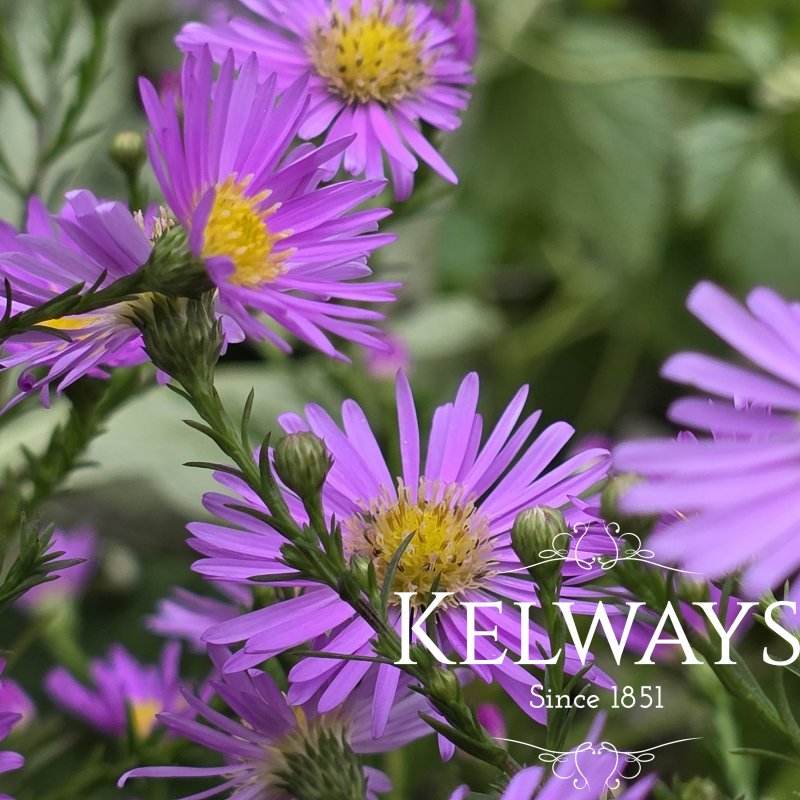 Symphyotrichum 'Pink Star'