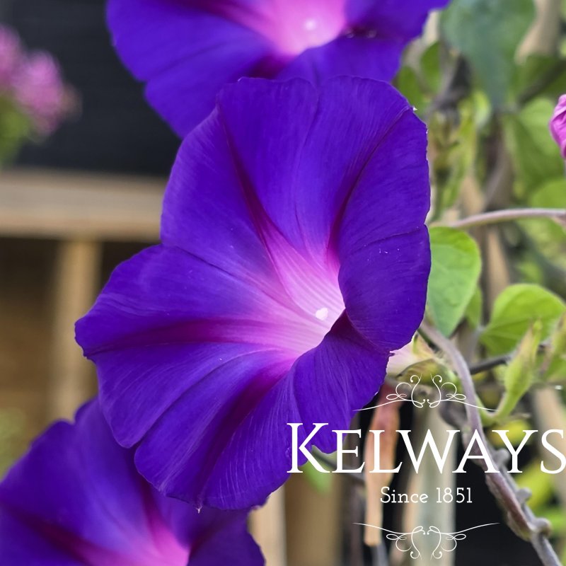 Ipomoea purpurea 'Grandpa Otts'