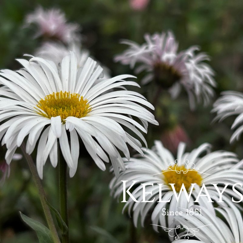 Erigeron 'Sommerneuschnee'