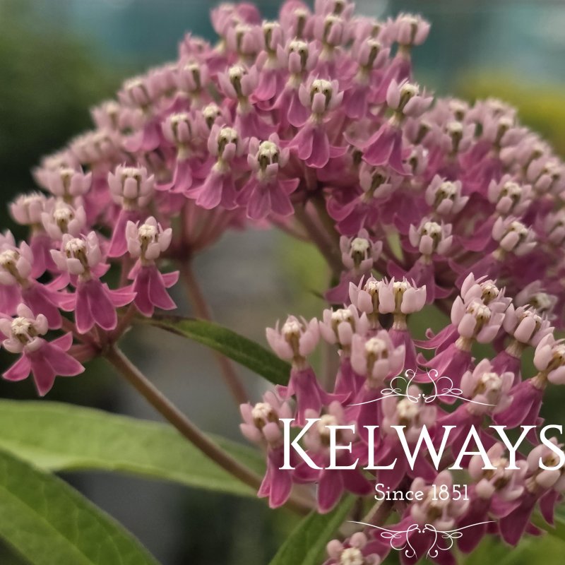 Asclepias incarnata 'Soulmate'