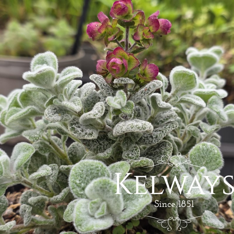 Origanum dictamnus (9cm pot)