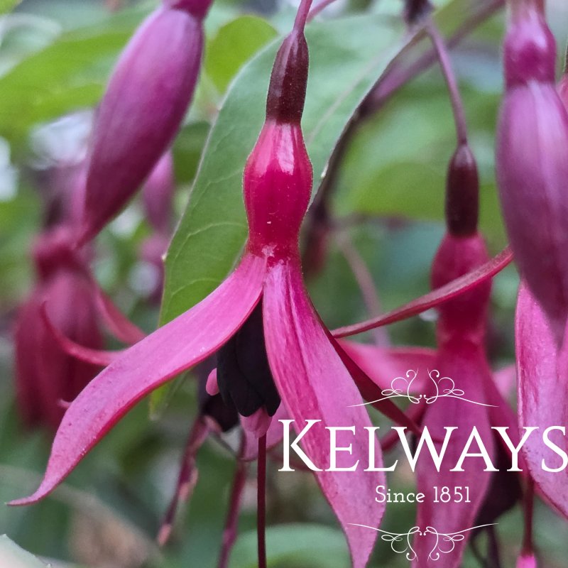Fuchsia 'Dying Embers'