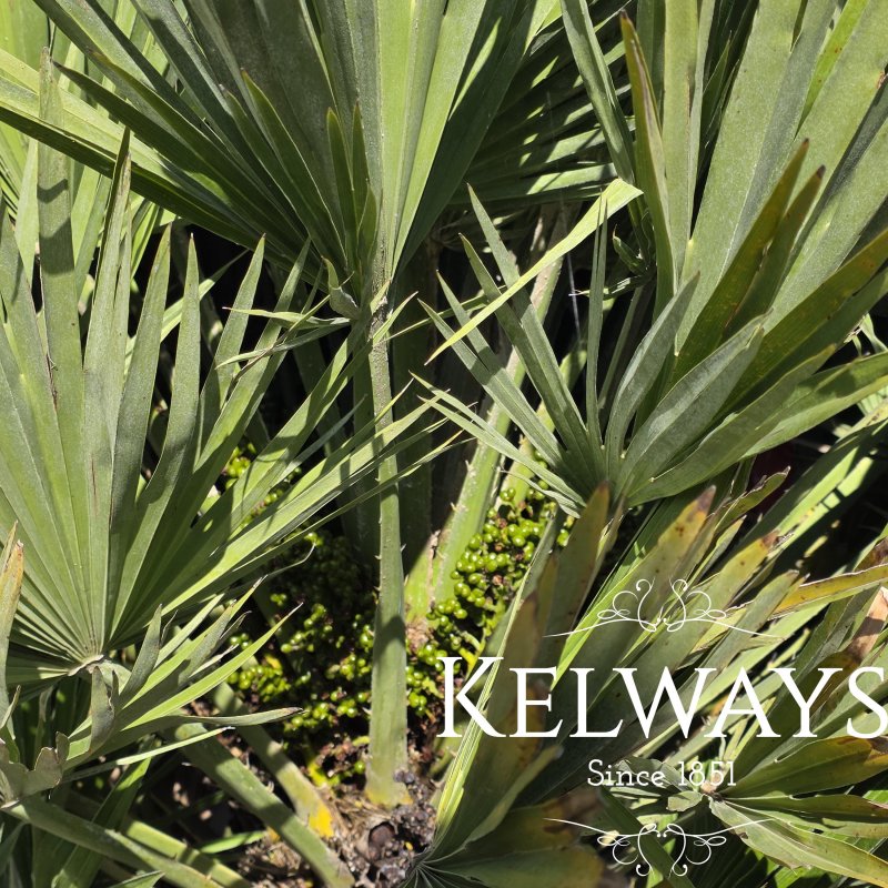 Chamaerops humilis 'Vulcano'