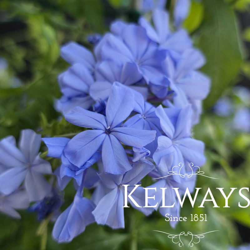 Plumbago auriculata