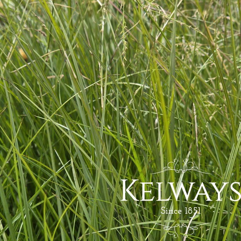 Carex 'Kyoto'