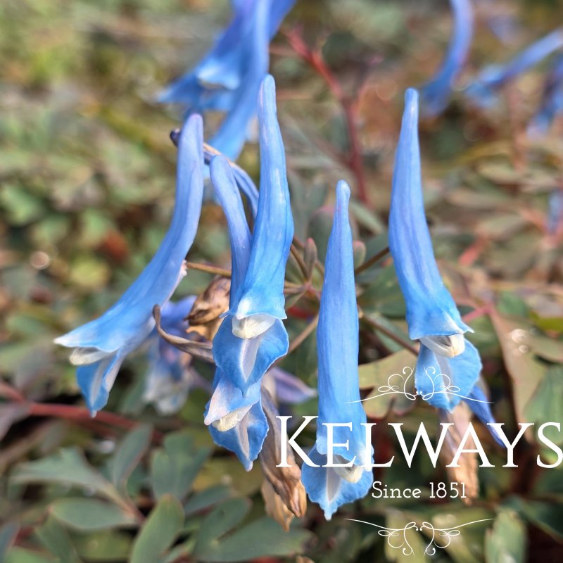 Corydalis curviflora subsp. rosthornii 'Blue Heron' (9cm pot)