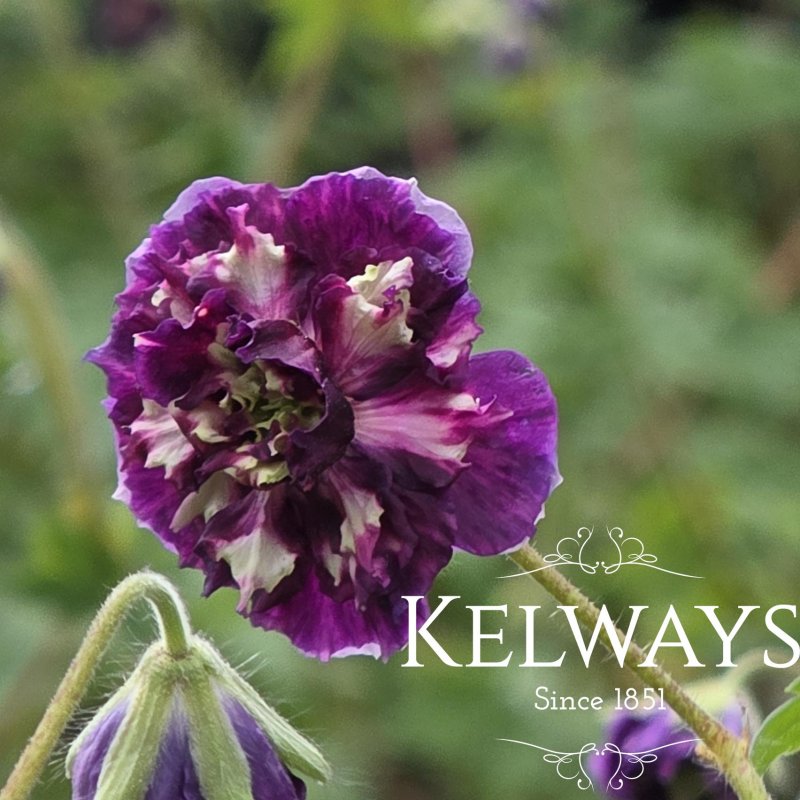 Geranium phaeum 'Joseph Green' (d) (3 litre pot)