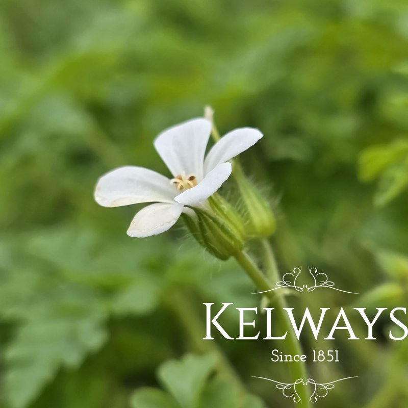 Geranium robertianum 'Celtic White' (9cm pot)