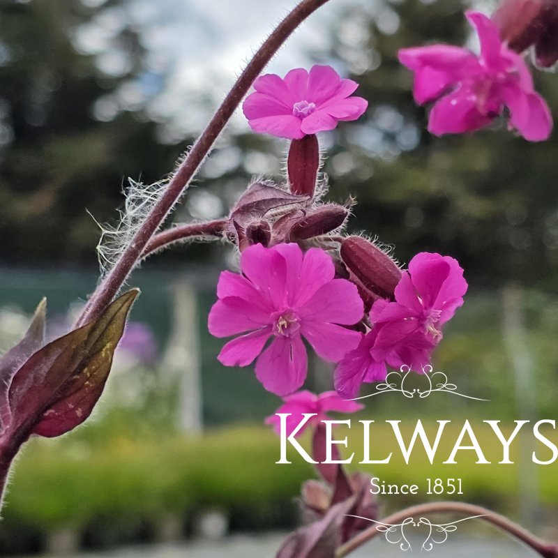 Silene dioica 'Purple Prince'