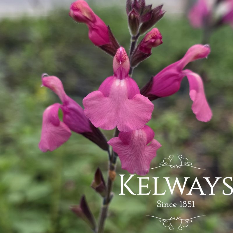 Salvia 'Tutti Frutti'