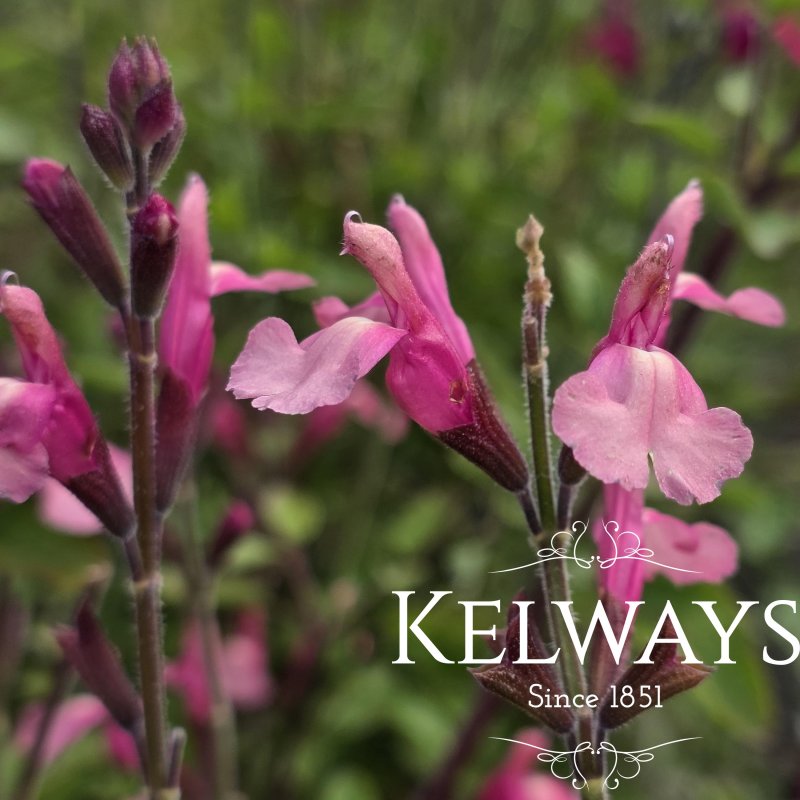 Salvia 'Tutti Frutti'