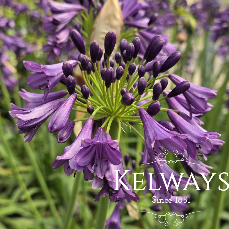 Agapanthus Poppin' Purple ('Pm003' PBR) (Everpanthus Series)