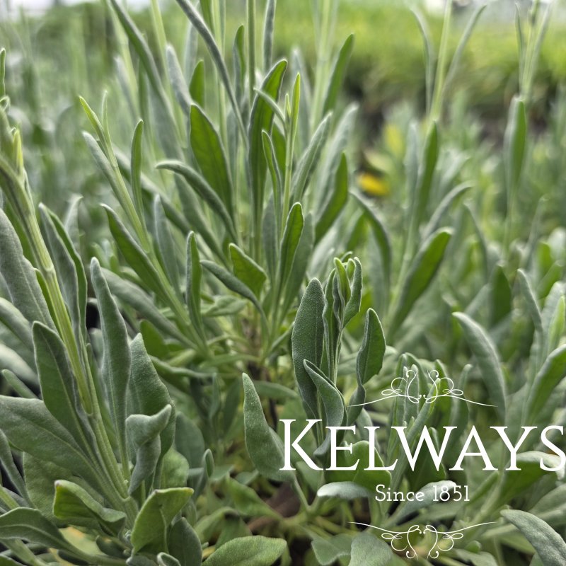 Lavandula latifolia (9cm pot)