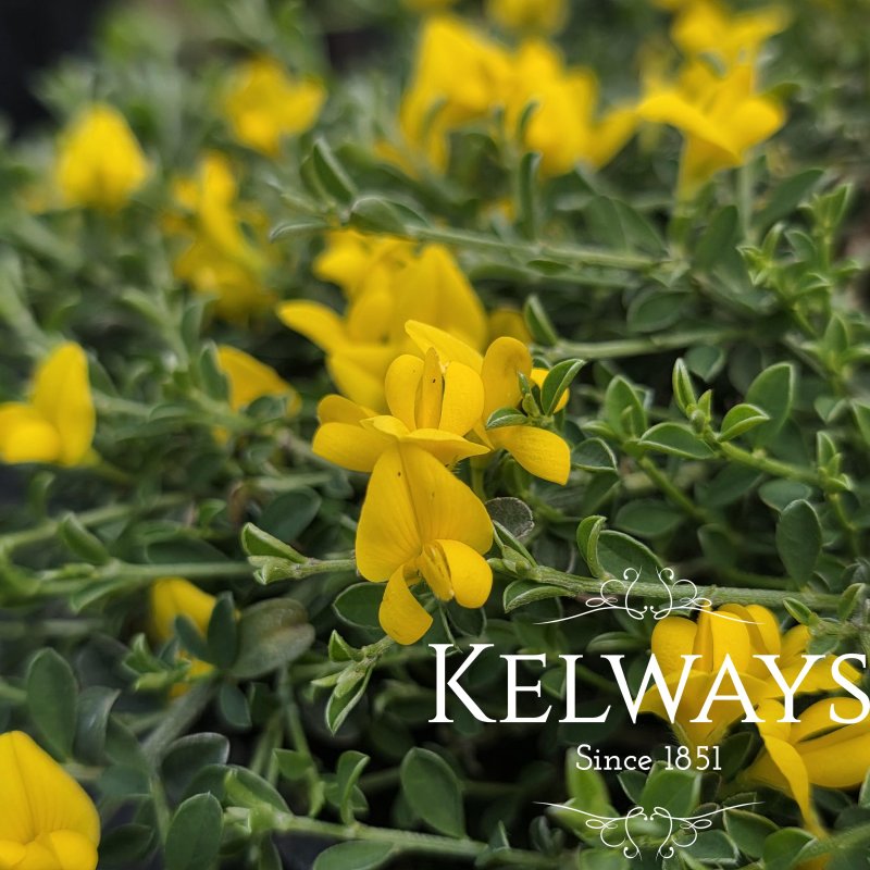 Genista pilosa 'Procumbens' (2 litre pot)