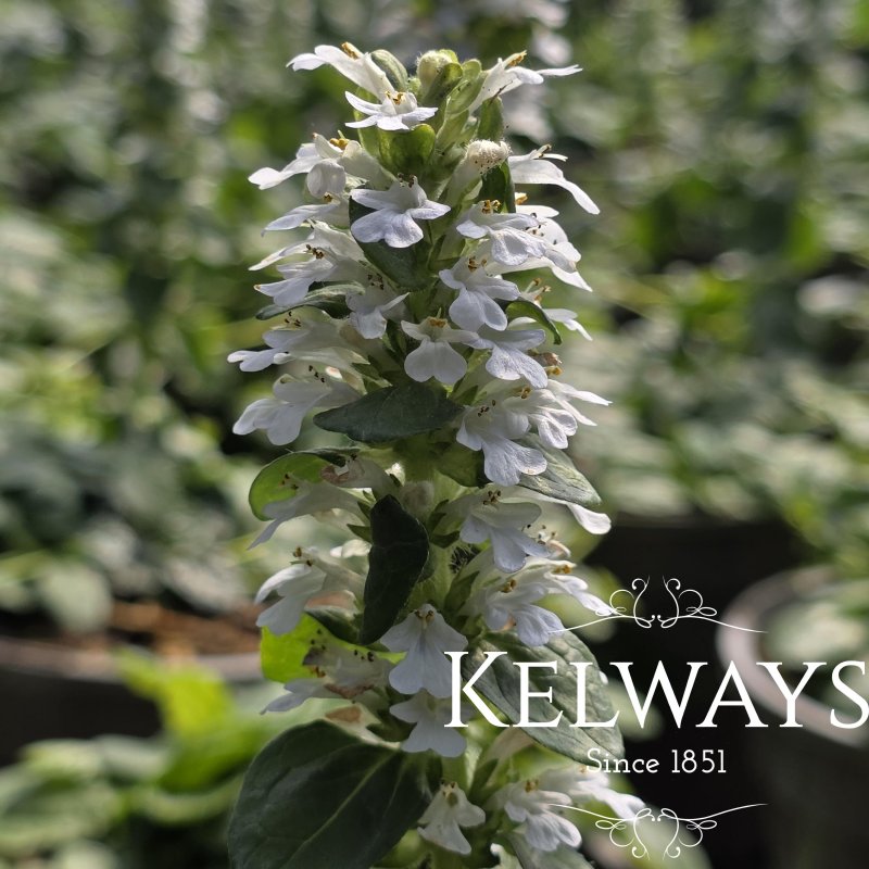 Ajuga reptans f. albiflora 'Alba' (2 litre pot)