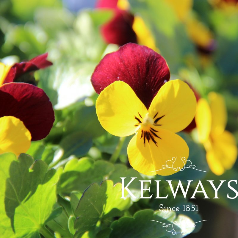 Viola 'Jackanapes' (Va)