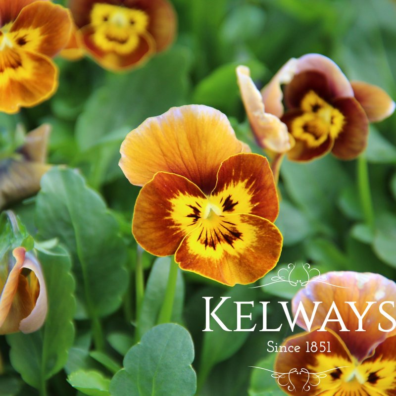 Viola 'Deltini Honey Bee' (Deltini Series) (C)