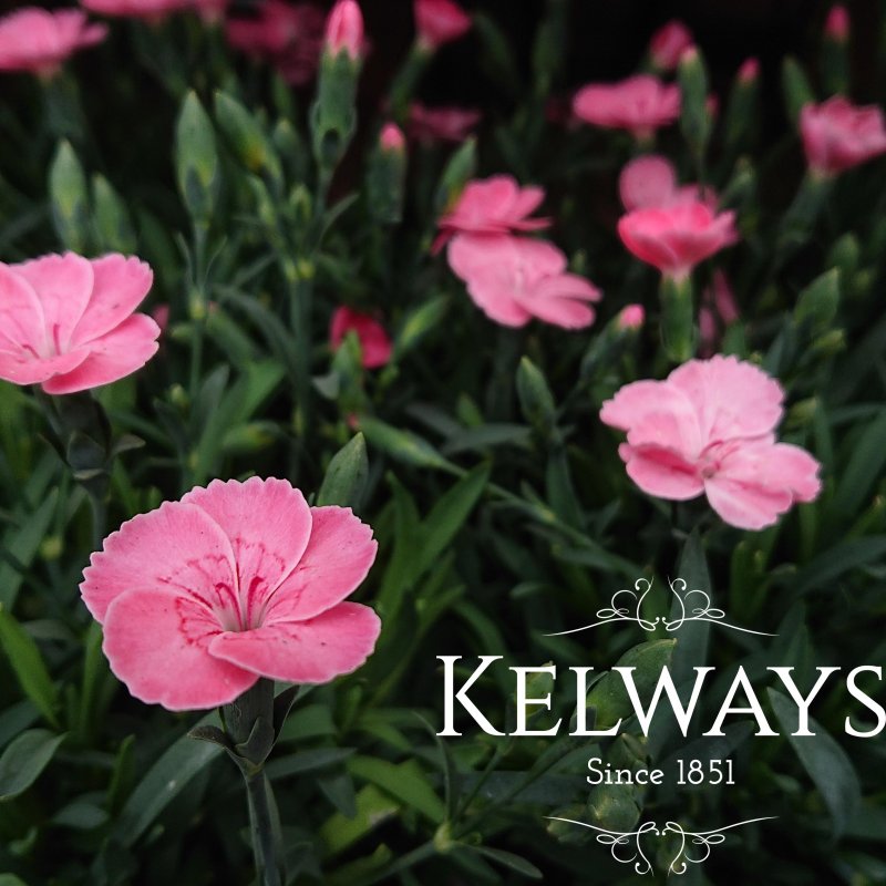 Dianthus PEACH PARTY ('Kledg18305' PBR) (pt)
