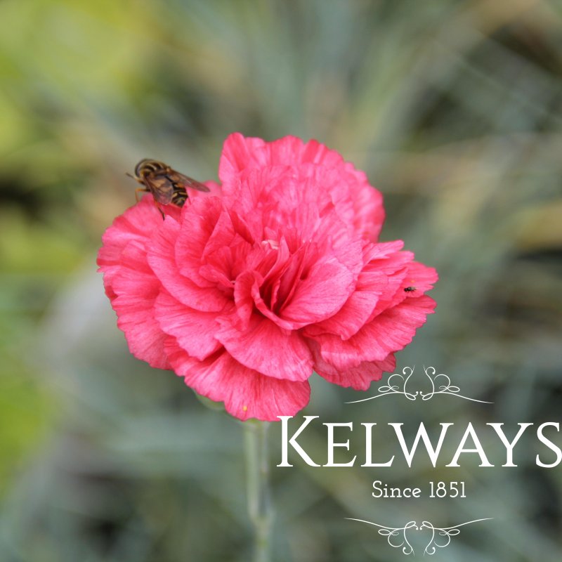 Dianthus 'Haytor Rock' (p)