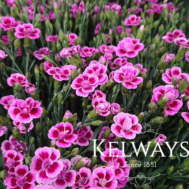 Dianthus PINK KISSES ('Kledg12163' PBR) (pt)