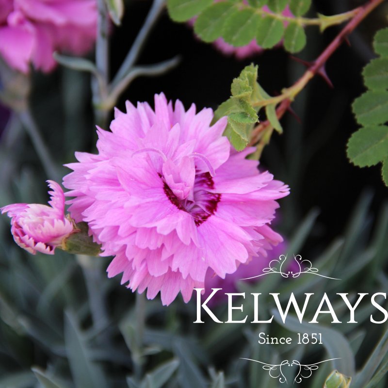 Dianthus POP STAR ('Wp04 Esther' PBR) (p)